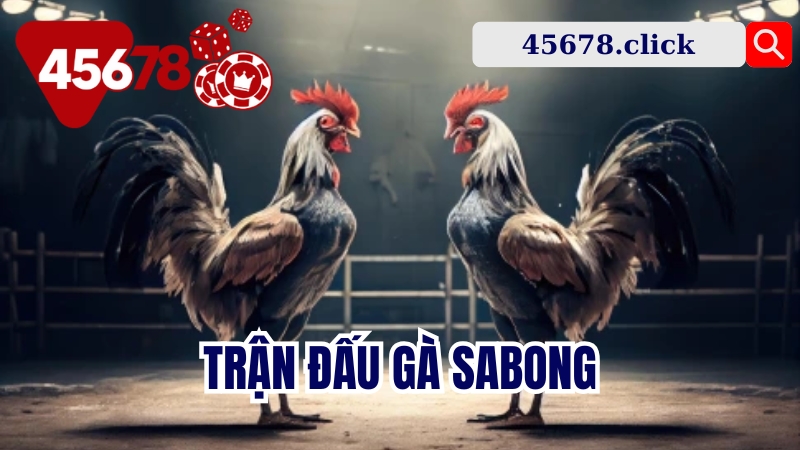 làng gà thái lan trên trang 45678 